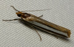 Corynophora lativittalis