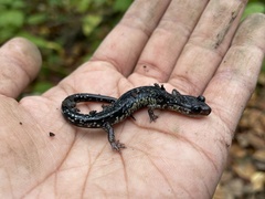 Plethodon albagula
