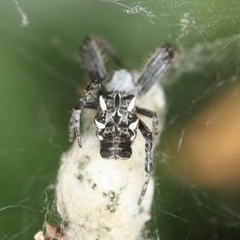 Cyrtophora citricola