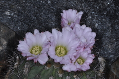 Acanthocalycium spiniflorum
