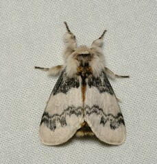 Iropoca rotundata