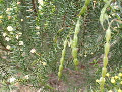 Acacia rupicola