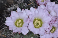 Acanthocalycium spiniflorum