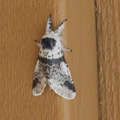 Furcula scolopendrina