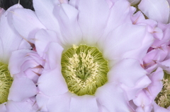 Acanthocalycium spiniflorum