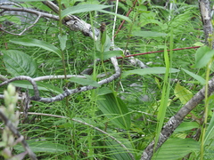 Cypripedium parviflorum