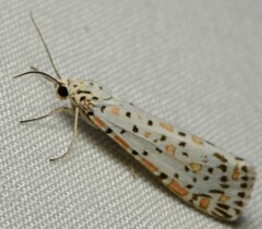 Utetheisa pulchelloides