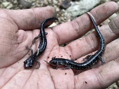 Plethodon albagula