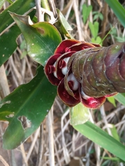 Costus comosus