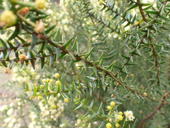 Acacia rupicola