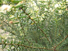 Acacia rupicola