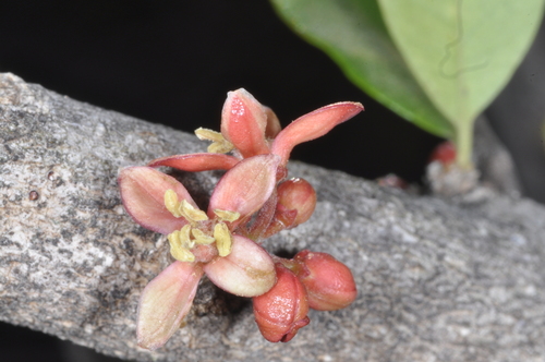 Castela coccinea (Castela coccinea)