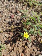 Tribulus terrestris