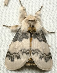 Iropoca rotundata
