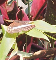 Adelpha alala