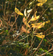 Erythrostemon mexicanus