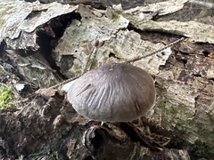 Pluteus exilis