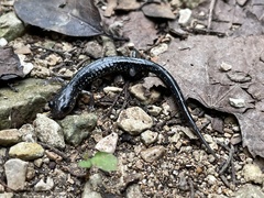 Plethodon albagula