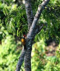 Dinopium benghalense
