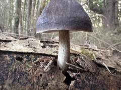 Pluteus exilis