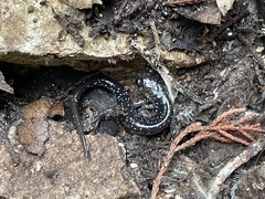Plethodon albagula