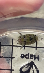 Isocladus armatus