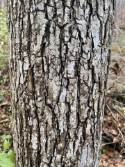 Ulmus rubra
