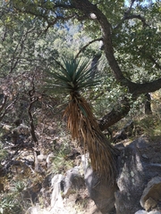 Yucca