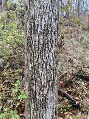 Ulmus rubra