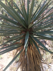 Yucca