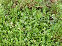 Trifolium cherleri