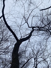 Ulmus rubra
