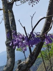 Jacaranda mimosifolia