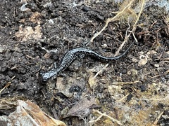 Plethodon albagula