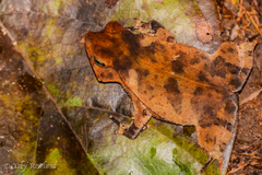 Mitred Toad photo 4