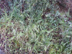 Bromus madritensis