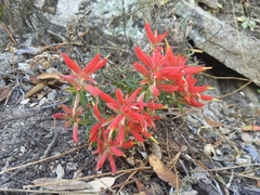 Castilleja tenuiflora
