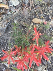 Castilleja tenuiflora