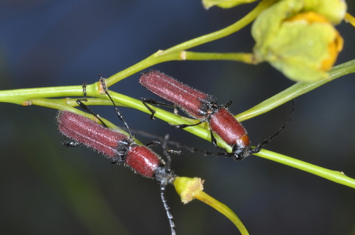Ancylocera bruchi