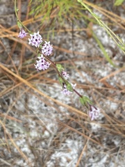Liatrinae