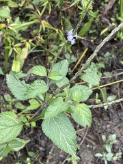 Stachytarpheta