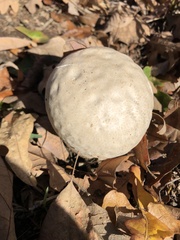 Calvatia