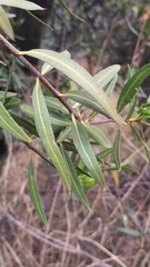 Colliguaja integerrima