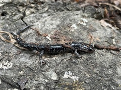 Plethodon albagula