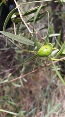 Colliguaja integerrima