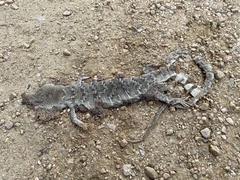 Gerrhonotus infernalis