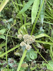 Cyperus luzulae