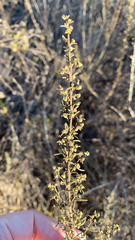 Artemisia dracunculus