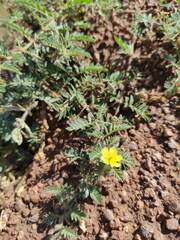Tribulus terrestris