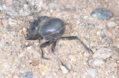 Glyphoderus